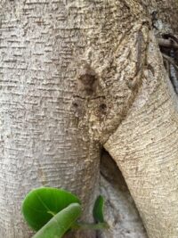 suggestive photo of a moth on tree trunks in Bagalkot, India